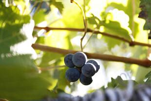 阳光下的紫葡萄