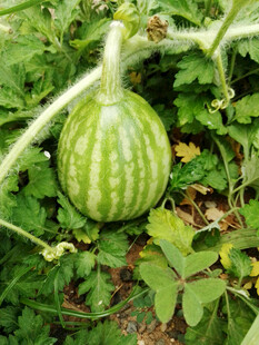 藤蔓上的青嫩小南瓜