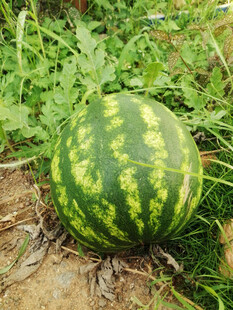 田地里的青皮大西瓜