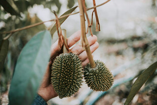 手拎两颗新鲜榴莲