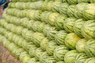 大量西瓜整齐堆放