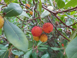 枝头饱满的鲜红杨梅