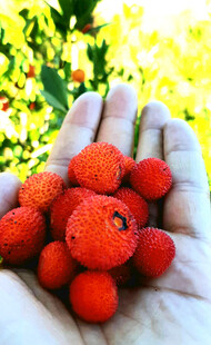 手捧鲜红饱满的诱人杨梅