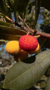 枝头红黄相间的诱人杨梅