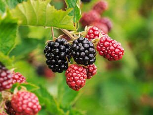 成熟黑莓挂于枝头