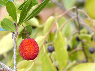 枝头鲜红杨梅果实