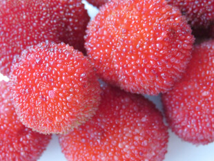 新鲜覆霜杨梅特写