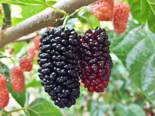 枝头桑葚饱满色泽诱人