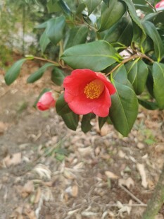 娇艳山茶花绽放于绿叶间