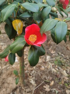 艳丽山茶花绽放枝头