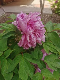 娇艳绽放的粉色牡丹花