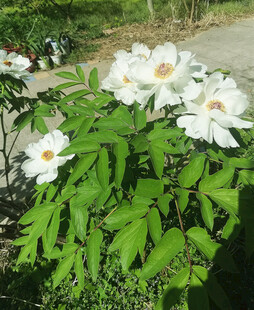 绽放的白色花朵与绿叶