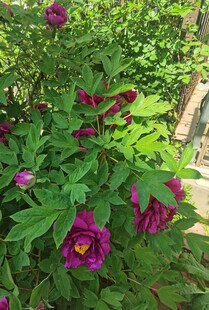 娇艳绽放的紫色花卉