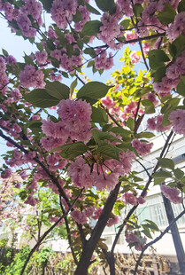 盛开的粉色繁花