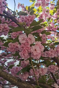 盛开的粉色繁花枝头