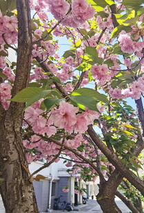 烂漫樱花树