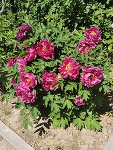 娇艳盛开的紫红色牡丹花