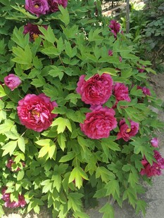 娇艳盛放的紫红色牡丹花