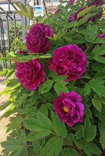 艳丽紫牡丹绽放