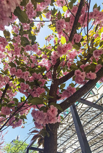 盛开的粉色繁花树景