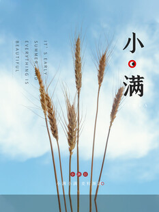 小满天际麦穗立