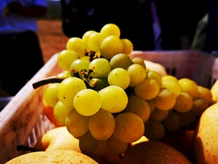 葡萄
