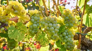 成熟葡萄挂于藤间