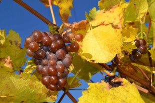 秋日枝头的紫葡萄