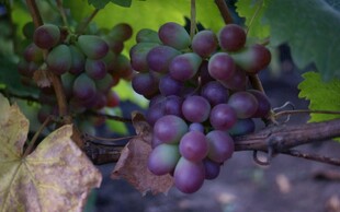 成熟紫葡萄挂于枝头