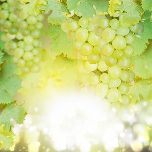 阳光下的鲜嫩绿葡萄