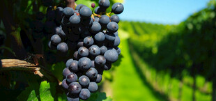 葡萄藤上饱满的紫葡萄