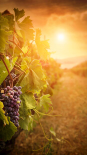夕阳下的葡萄藤美景