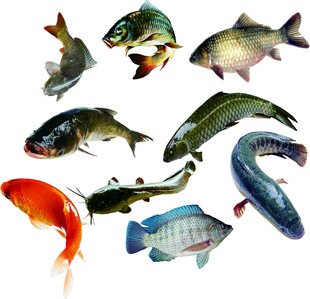 多样鱼类展示