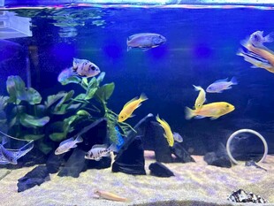 多彩水族箱中的灵动鱼儿