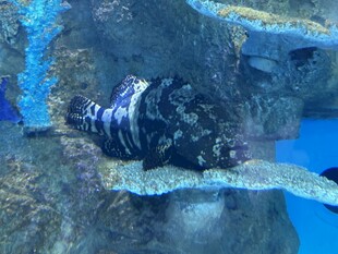 水族馆中的条纹深海鱼