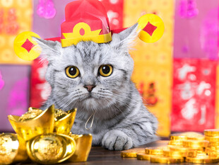 戴帽萌猫