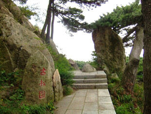 山间石径旁的葱郁景致