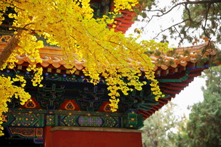 古建旁金黄银杏枝头绽