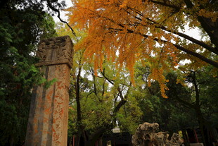 秋日林中古朴石柱景观