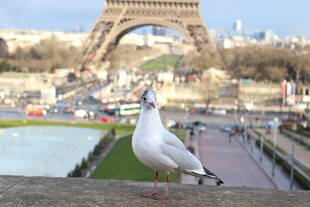 埃菲尔铁塔下的白鸽