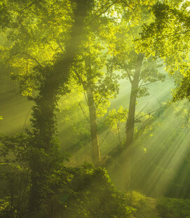 阳光穿透树林的梦幻景象