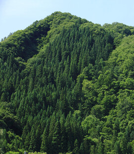 翠绿山峦茂密森林景观