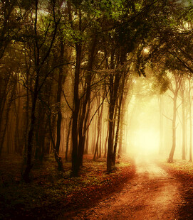 林间晨光中的幽静小路