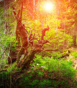 阳光照耀下的森林枯树