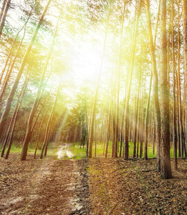 阳光洒落林间的静谧小道