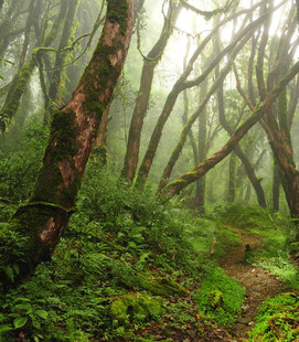 迷雾中的神秘森林小径