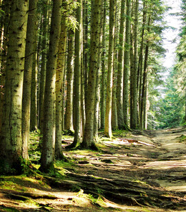 林间幽径静谧森林之景