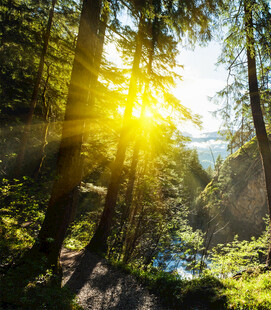 阳光洒落的森林美景