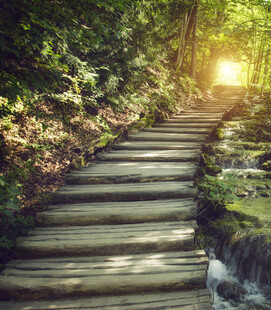 林间木径阳光洒落的静谧