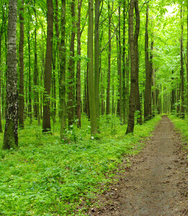 林间小径绿意盎然的森林